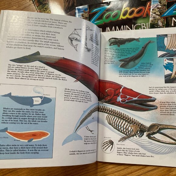 Bundle of 19 Zoobooks Magazines for Kids - Picture 4 of 16